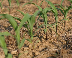 No Till Corn